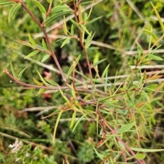 Acacia siculiformis (Dagger Wattle) at Rendezvous Creek, ACT - 4 Dec 2023 by BethanyDunne