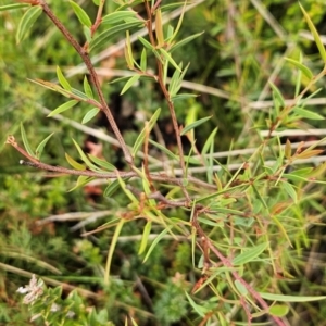 Acacia siculiformis (Dagger Wattle) at Namadgi National Park by BethanyDunne