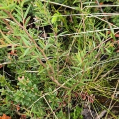 Acacia siculiformis at Namadgi National Park - 4 Dec 2023