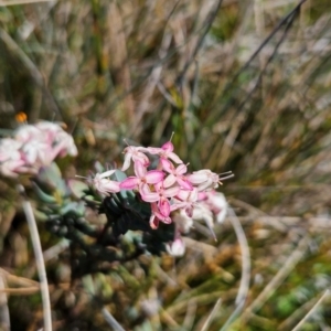 Pimelea alpina (Alpine Rice-flower) at Namadgi National Park by BethanyDunne
