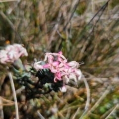 Pimelea alpina (Alpine Rice-flower) at Rendezvous Creek, ACT - 5 Dec 2023 by BethanyDunne