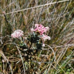 Pimelea alpina at Namadgi National Park - 5 Dec 2023 12:20 PM