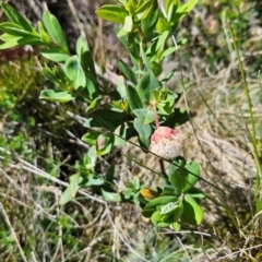Pimelea ligustrina subsp. ciliata at Namadgi National Park - 5 Dec 2023 by BethanyDunne