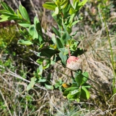 Pimelea ligustrina subsp. ciliata at Rendezvous Creek, ACT - 5 Dec 2023 by BethanyDunne