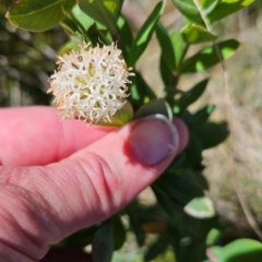 Pimelea ligustrina subsp. ciliata at Namadgi National Park - 5 Dec 2023 02:47 PM