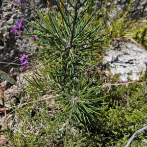 Hakea lissosperma (Needle Bush) at Namadgi National Park by BethanyDunne