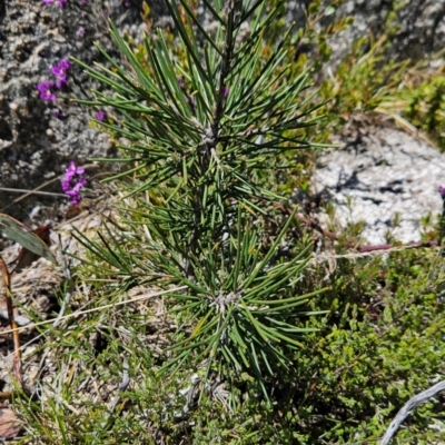 Hakea lissosperma (Needle Bush) at Namadgi National Park - 5 Dec 2023 by BethanyDunne