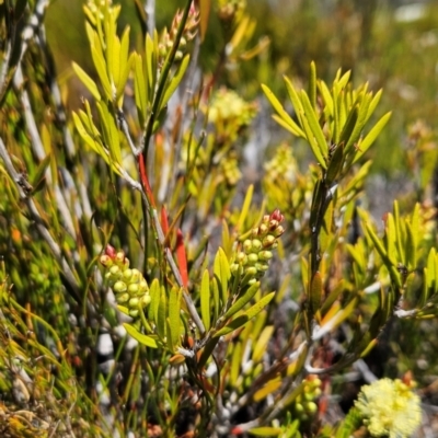 Callistemon pityoides (Alpine Bottlebrush) at Namadgi National Park - 4 Dec 2023 by BethanyDunne