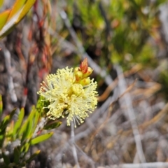 Callistemon pityoides at Namadgi National Park - 4 Dec 2023