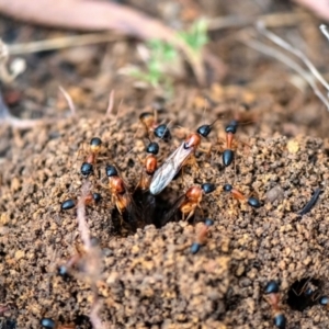 Camponotus consobrinus at Higgins Woodland - 27 Nov 2023