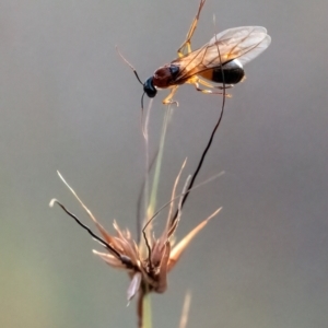 Camponotus consobrinus at Higgins Woodland - 27 Nov 2023
