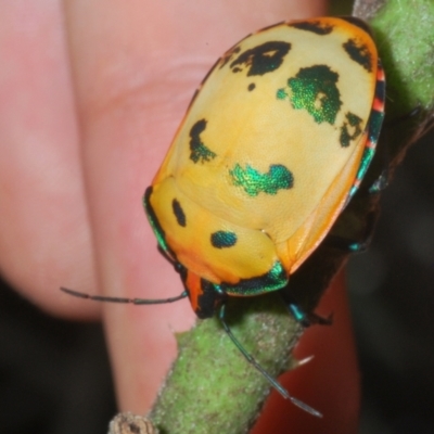 Tectocoris diophthalmus (Cotton harlequin bug) at Sippy Downs, QLD - 21 Nov 2023 by Harrisi