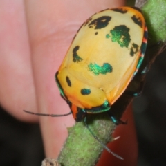Unidentified Shield, Stink or Jewel Bug (Pentatomoidea) at Sippy Downs, QLD - 21 Nov 2023 by Harrisi