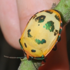 Tectocoris diophthalmus at Sippy Downs, QLD - 21 Nov 2023 04:15 PM