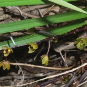 Unidentified Orchid at suppressed by Harrisi