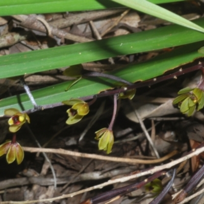 Unverified Orchid at Sippy Downs, QLD - 21 Nov 2023 by Harrisi