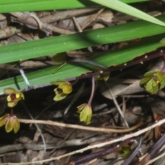 Unidentified Orchid at Sippy Downs, QLD - 21 Nov 2023 by Harrisi