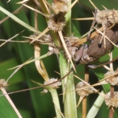 Acalolepta mixta (Fig-tree Longhorn) at Sippy Downs, QLD - 22 Nov 2023 by Harrisi