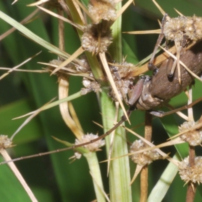 Acalolepta mixta (Fig-tree Longhorn) at Sippy Downs, QLD - 22 Nov 2023 by Harrisi