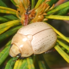 Anoplognathus pallidicollis (Cashew beetle) at Sippy Downs, QLD - 23 Nov 2023 by Harrisi