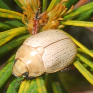 Anoplognathus pallidicollis at Sippy Downs, QLD - 23 Nov 2023