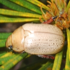 Anoplognathus pallidicollis at Sippy Downs, QLD - 23 Nov 2023