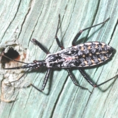 Unidentified Assassin bug (Reduviidae) at Warana, QLD - 24 Nov 2023 by Harrisi
