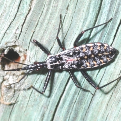 Unidentified Assassin bug (Reduviidae) at Warana, QLD - 24 Nov 2023 by Harrisi