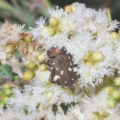 Glycyphana stolata at Sippy Downs, QLD - 23 Nov 2023 01:38 PM