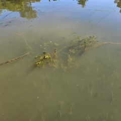 Veronica anagallis-aquatica (Blue Water Speedwell) at Gungahlin Pond - 5 Dec 2023 by Jiggy