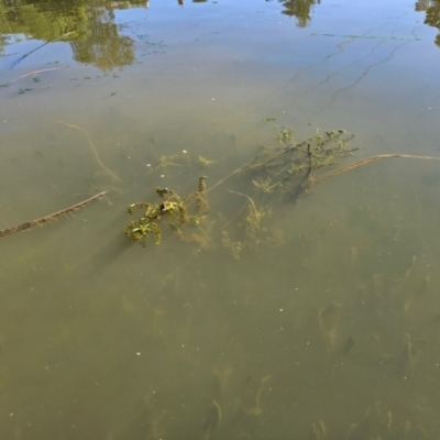 Veronica anagallis-aquatica (Blue Water Speedwell) at Gungahlin Pond - 5 Dec 2023 by Jiggy