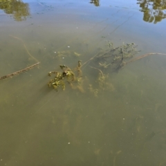 Veronica anagallis-aquatica at Gungahlin Pond - 5 Dec 2023 08:34 AM