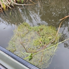 Crassula helmsii (Swamp Stonecrop) at Lake Tuggeranong - 4 Dec 2023 by Jiggy