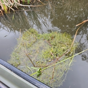 Crassula helmsii at Lake Tuggeranong - 4 Dec 2023