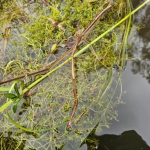 Crassula helmsii at Lake Tuggeranong - 4 Dec 2023 08:32 AM