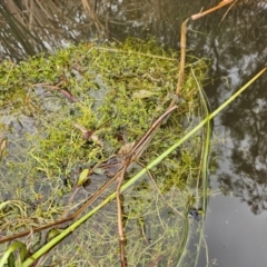 Crassula helmsii at Lake Tuggeranong - 4 Dec 2023