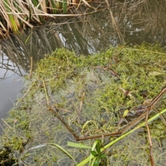 Crassula helmsii at Lake Tuggeranong - 4 Dec 2023