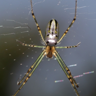 Leucauge dromedaria at Wellington Point, QLD - 4 Dec 2023 by TimL