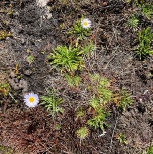 Brachyscome obovata (Baw Baw Daisy) at Namadgi National Park by nath_kay