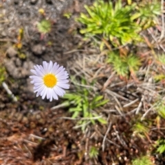 Brachyscome obovata at Namadgi National Park - 5 Dec 2023