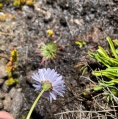 Brachyscome obovata at Namadgi National Park - 5 Dec 2023