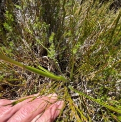 Diuris monticola (Highland Golden Moths) at Namadgi National Park - 5 Dec 2023 by nath_kay