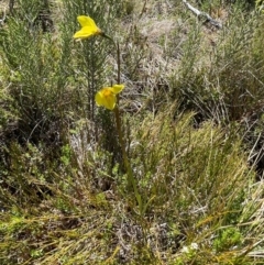 Diuris monticola at Namadgi National Park - 5 Dec 2023