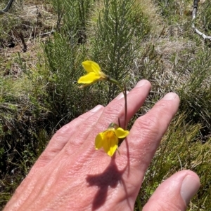 Diuris monticola at Namadgi National Park - suppressed