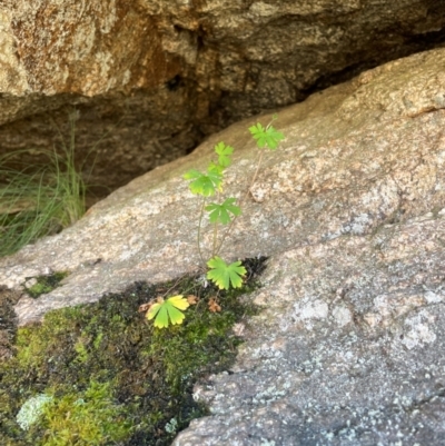 Geranium sp. (Geranium) at Rendezvous Creek, ACT - 5 Dec 2023 by nath_kay