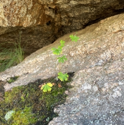 Geranium (genus) (Geranium) at Namadgi National Park - 5 Dec 2023 by nathkay