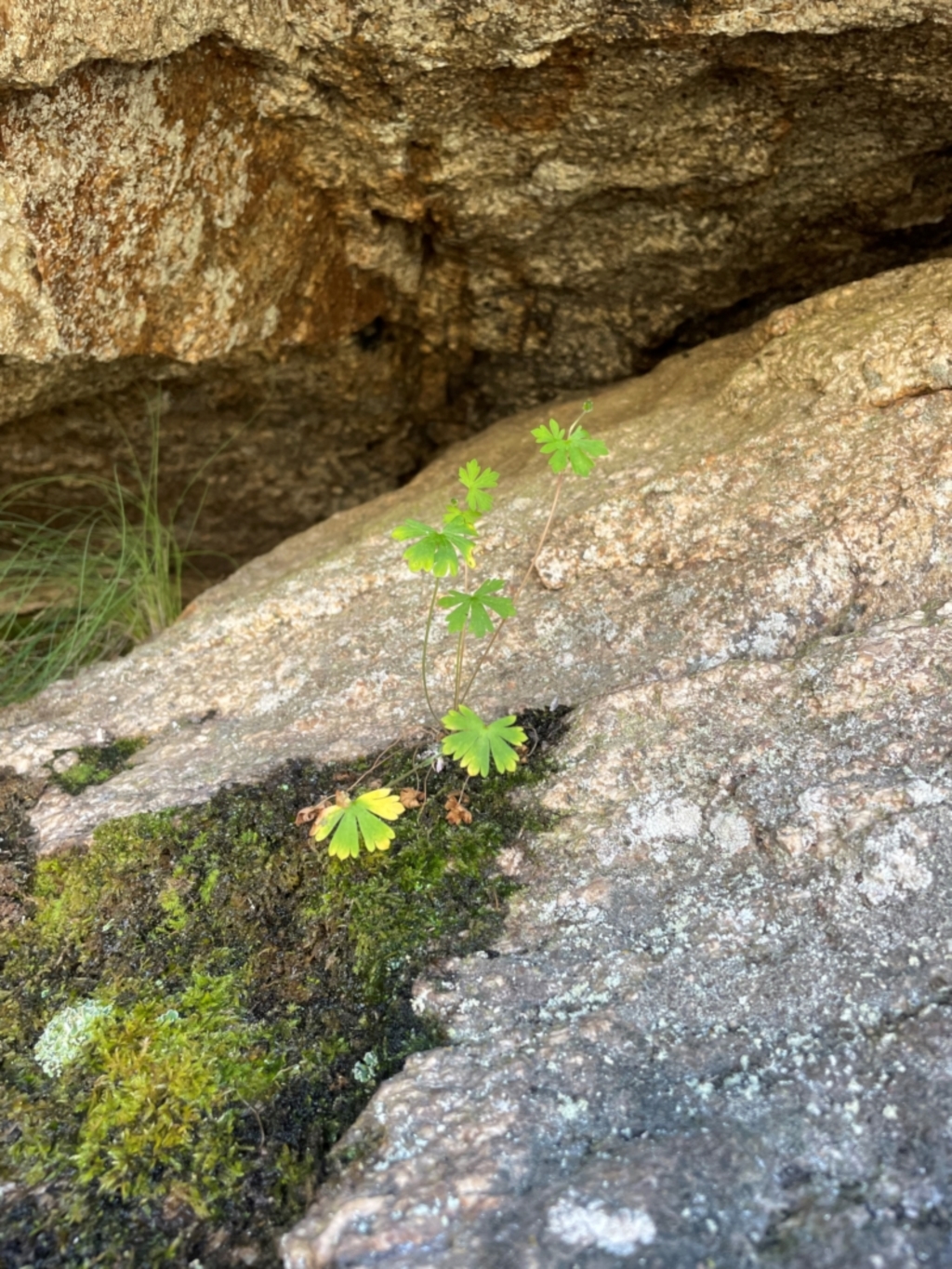 Geranium sp. at Namadgi National Park - 5 Dec 2023