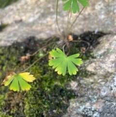 Geranium sp. at Namadgi National Park - 5 Dec 2023 03:08 PM