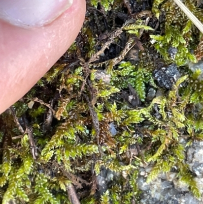 Sphagnum sp. (genus) (Sphagnum moss) at Rendezvous Creek, ACT - 5 Dec 2023 by nath_kay