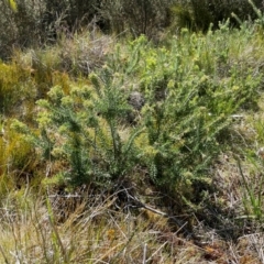 Grevillea lanigera (Woolly Grevillea) at Namadgi National Park - 4 Dec 2023 by nath_kay